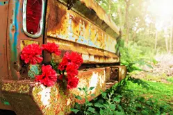 rusty tailgate flower